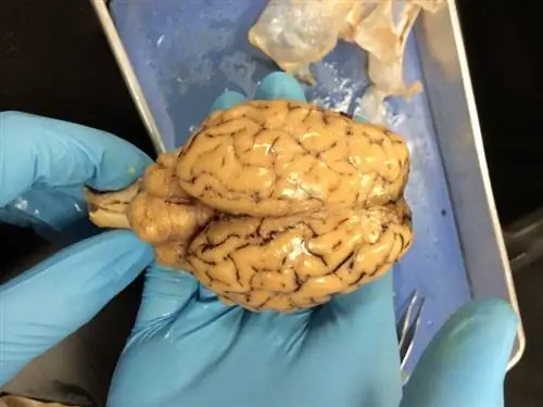 cerebro de gato disecado