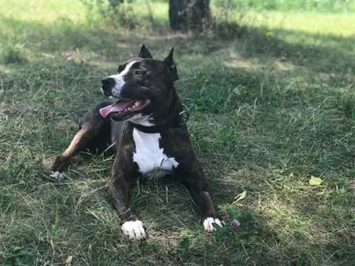 Tiger Stripe Pitbull. Dog Breed Info, Pictures, Personality & Փաստեր