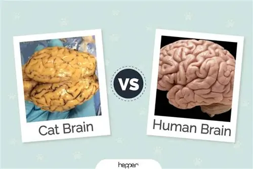 Creierul pisicii vs creierul uman: diferențele și asemănările