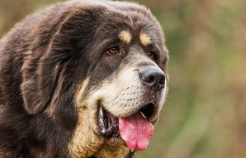 närbild av en kvinnlig tibetansk mastiffhund med dregla