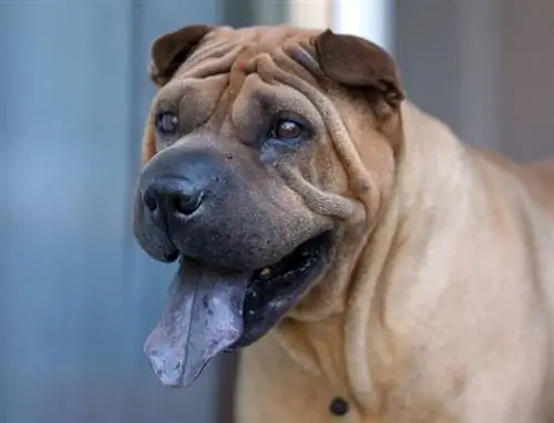 Shar-Pei مع لسانه