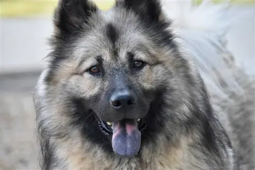 Eurasier Hond met swart kolle op die tong