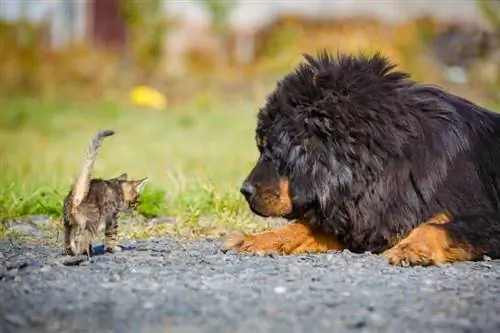 cachorro mastim tibetano no chão com gatinho