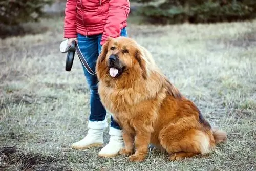 mastino tibetano con proprietario