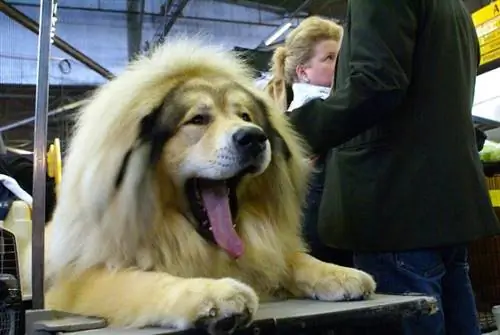 Tibetansk mastiff