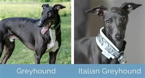 Greyhound vs Italian Greyhound