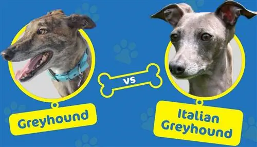 Greyhound lwn. Itali Greyhound: Apakah Perbezaannya?