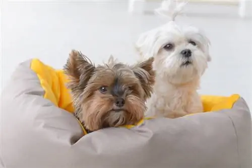 Schattige jonge M altezer en een Yorkie die thuis in bed zitten