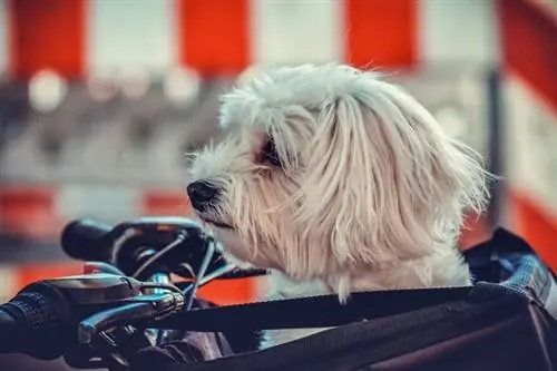 M alteserhund in einer Transportbox auf einem Fahrrad