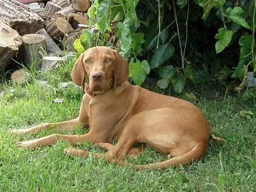 hungarian vizsla