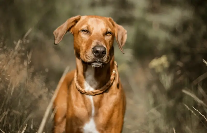 Rhodesian ridgeback hund på en mark