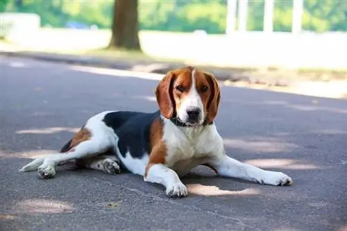 American foxhound