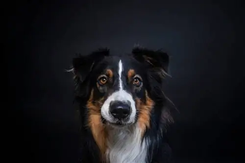 Üçrəngli Border Collie