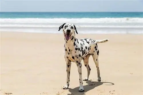 dalmatian dog na naglalaro sa dalampasigan