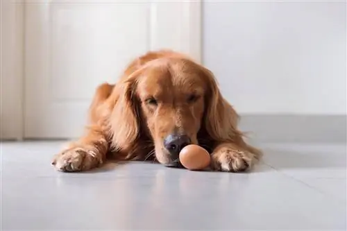 Golden retriever at itlog