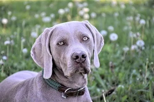 Weimaranerlere Benzer 10 Köpek Irkı (Resimlerle)