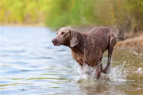 Cachorro Weimaraner correndo em um lago