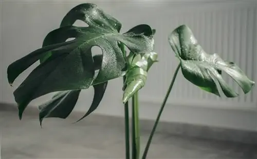 Biljka Monstera