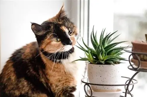 gato com planta suculenta na janela