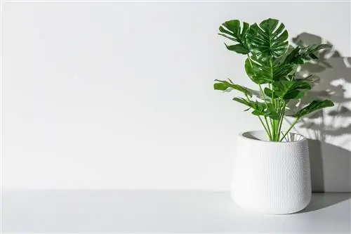 Le Monstera est-il toxique pour les chats ? Tout ce que tu as besoin de savoir