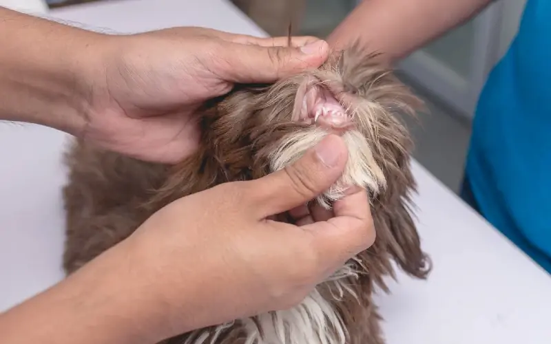 en dyrlæge, der inspicerer tandkødet og tænderne på en tekop imperial shih tzu