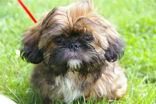 ¿Por qué los Shih Tzu resoplan tanto? (10 Razones)