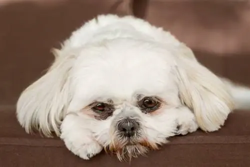 Chien shih tzu blanc pur sur la table à la triste