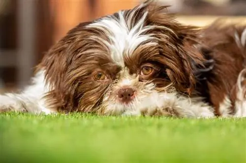 Czekoladowy Brązowy Shih Tzu