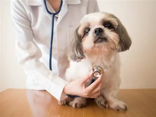 médico veterinario que examina al perro Shih tzu