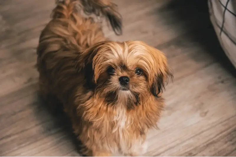 pręgowany pies shih tzu