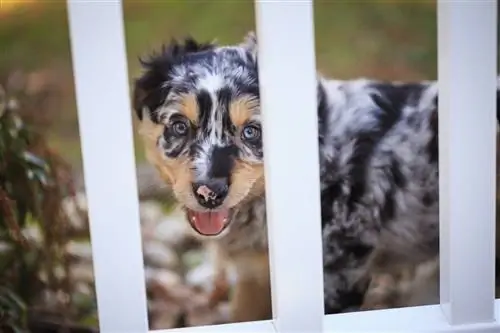 tuta ng australian shepherd