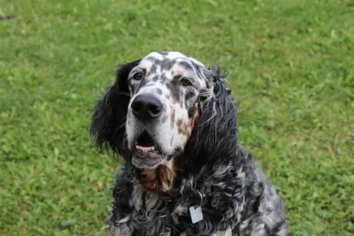 Tiếng Anh Setter