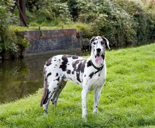 Gefleckte Deutsche Dogge