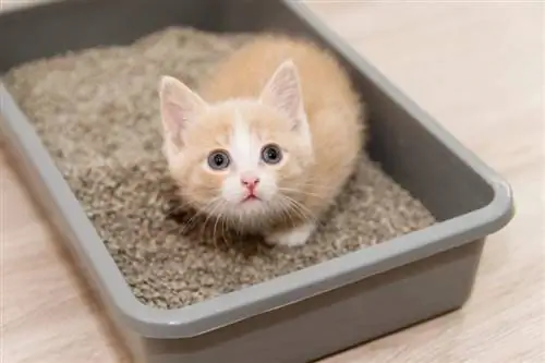 caixa de areia para gatos