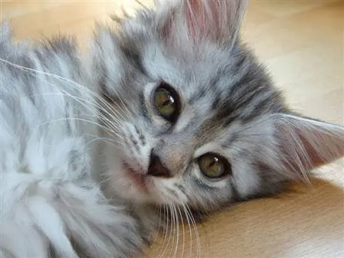 gatet Maine Coon de plata