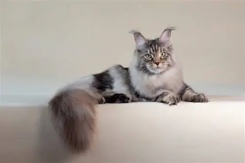 Silwer Maine Coon: feite, oorsprong & Geskiedenis