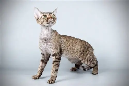 gri arka planda devon rex kedisi