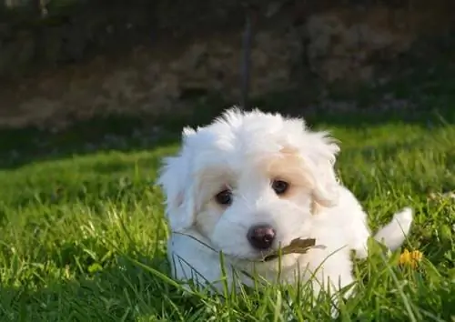 cachorrinho branco