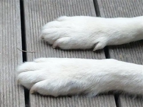 patas de cachorro branco