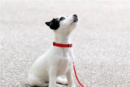 cachorrinho branco e preto