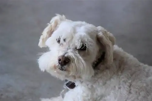 cachorrinho branco