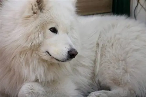 Cachorro branco grande e fofo