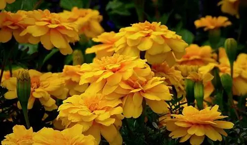 marigolds