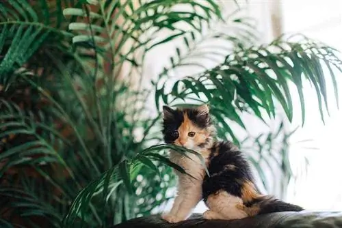 Chaton et Palmier Majesté