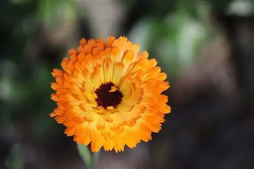 Apakah Marigold Beracun Bagi Kucing? Menjaga Kucing Anda Aman