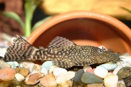 Plecostome buissonnant