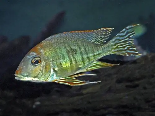 Cichlidae - Geophagus altifrons