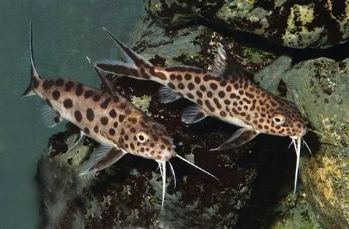 Synodontis-grandiops-MW-003b