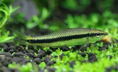 mangiatore di alghe siamesi in acquario