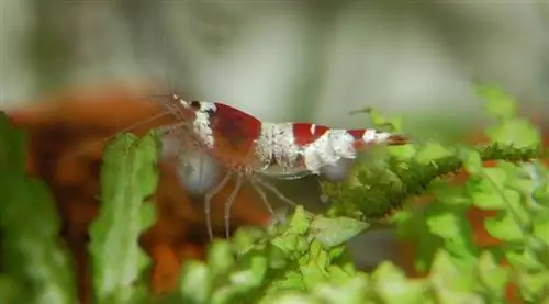 Dwarf Shrimp